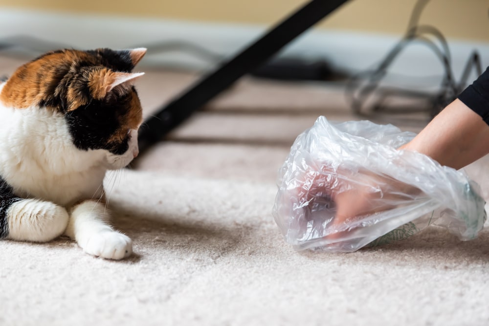 Cat Vomiting Causes and Treatment We're All About Cats