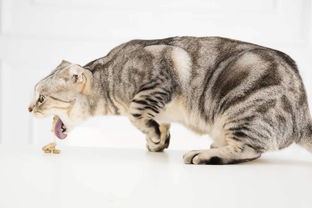 Gato vomitando versus imagen de regurgitación