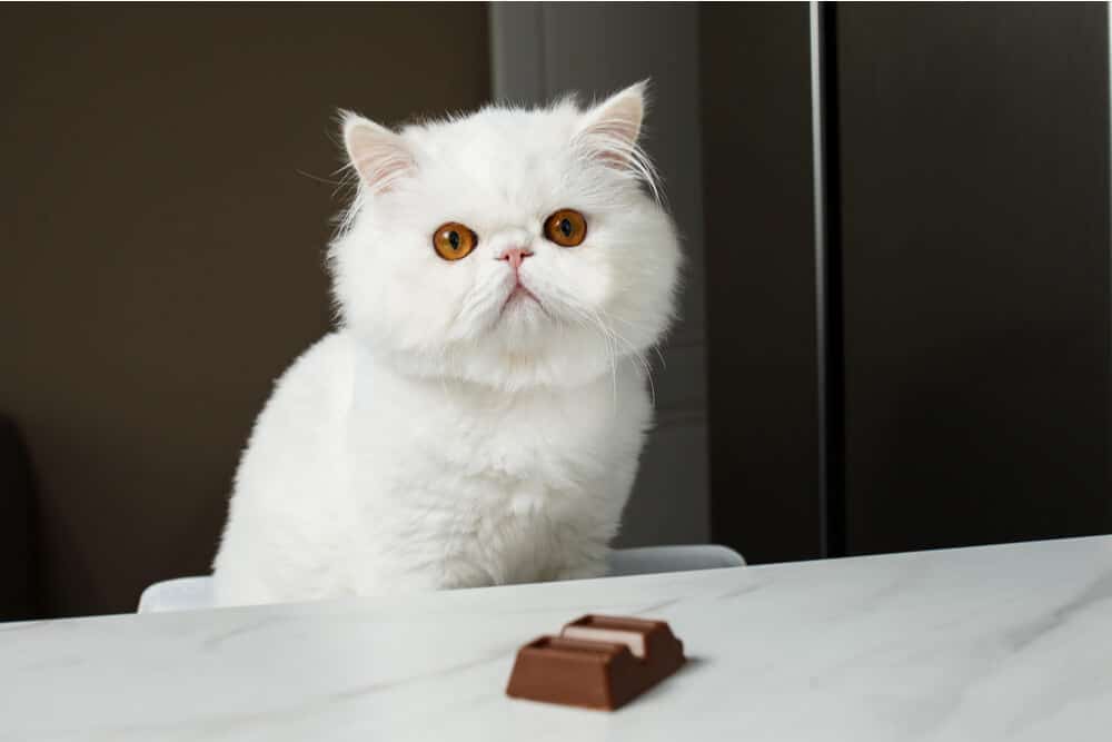 Gato con chocolate venenoso para gatos