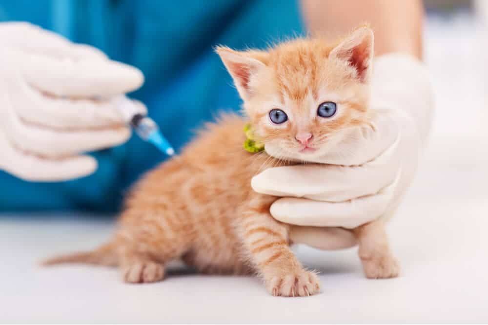 Distemper Vaccine for Cats Feature