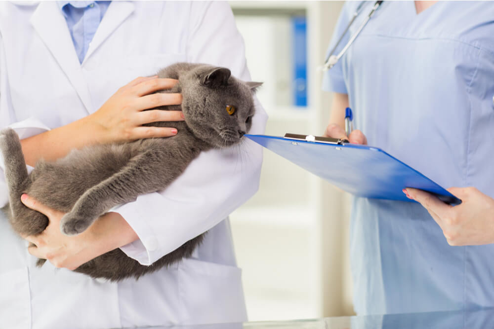 Cancer diagnosis in cats