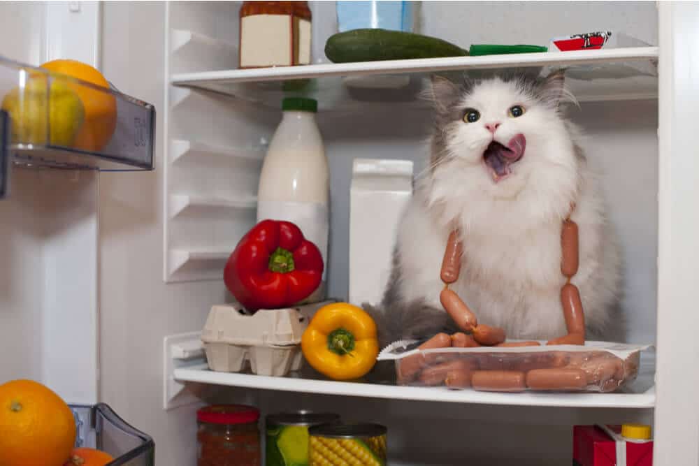 Cat in refrigerator surrounded by foods potentially poisonous to cats