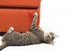 How to stop your cat scratching furniture feature