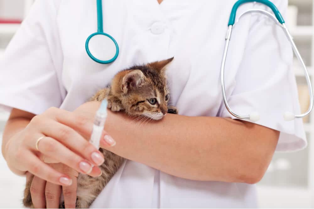 Kitten Getting Vaccinated