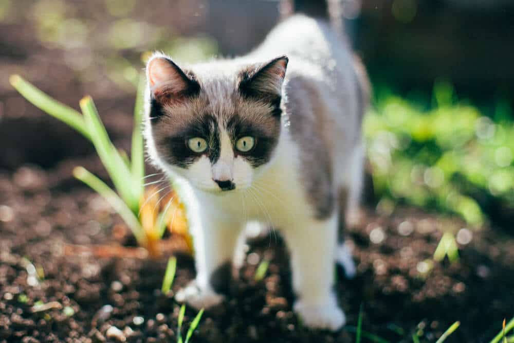 Outdoor Kitten, The Cat 24