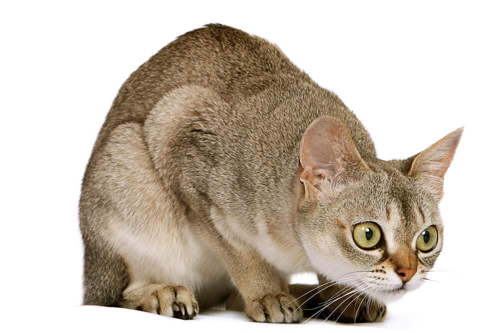 ¿Por qué mi gato tose al gato de Singapura?