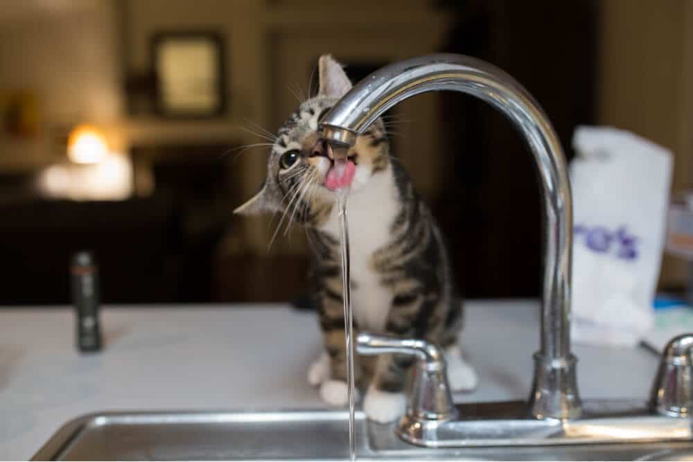 Why Is My Cat Drinking a Lot of Water? We're All About Cats
