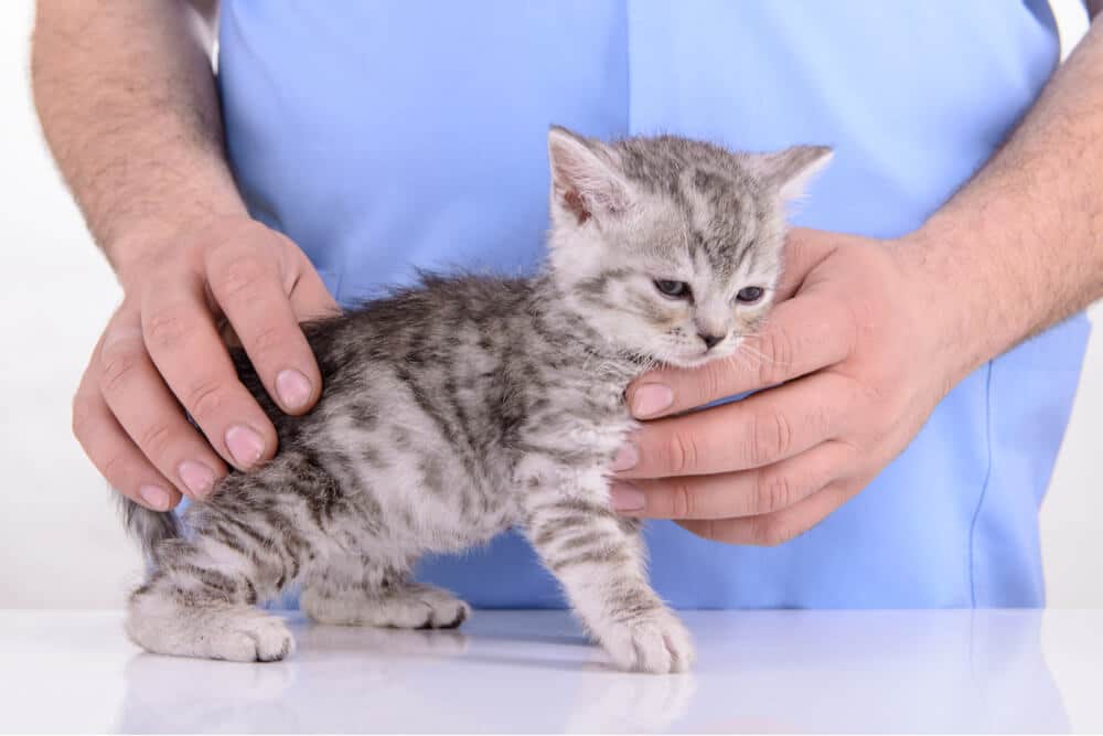 Feline distemper photo of a kitten at vet