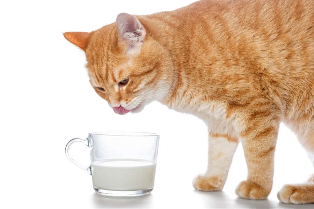 Can Cats Drink Milk Feature, The Cat 24
