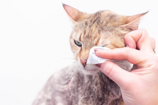 Conjunctivitis in Cats Causes, Symptoms, and Treatment All About Cats