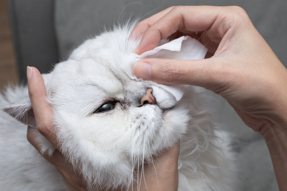 humano limpiando ojos de gato