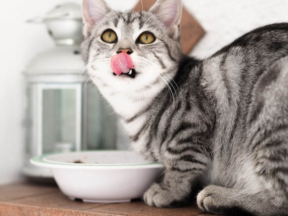 Cómo saber si tu gato está obsesionado con la comida