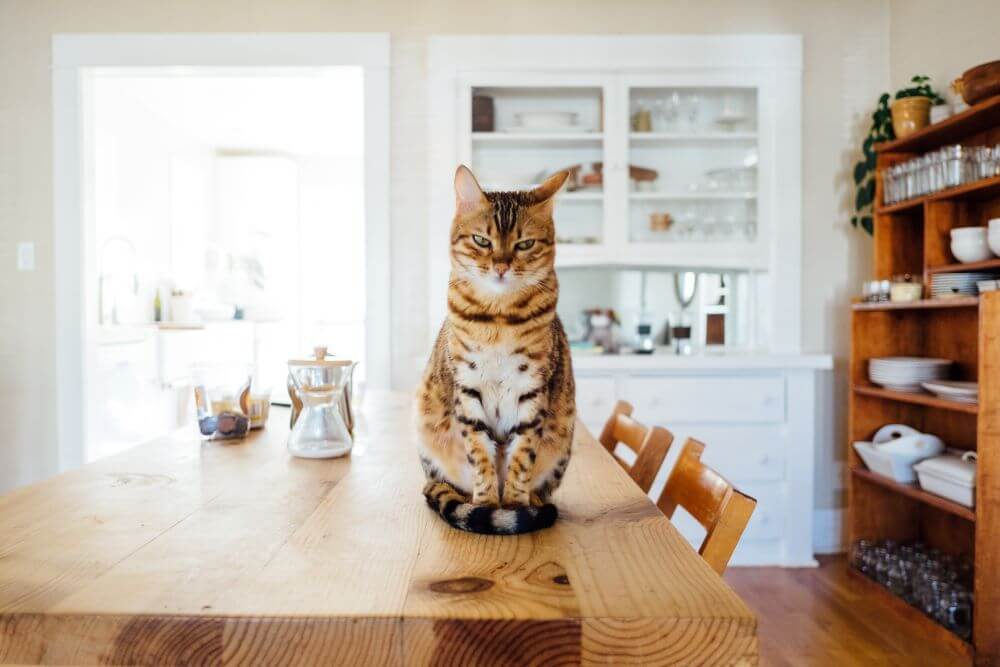 고양이의 음식 침략 특집 이미지