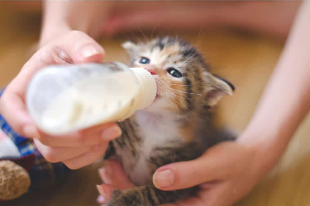 Kitten Drinking Milk From A Bottle, The Cat 24