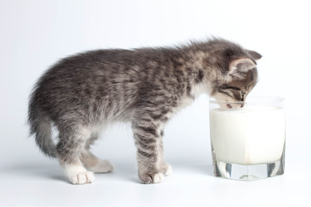 gatito bebiendo leche
