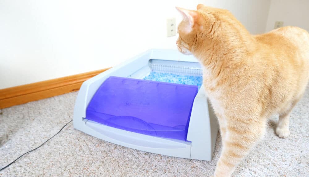ScoopFree Litter Box Review Feature 1, The Cat 24