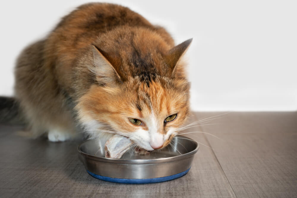 ¿Pueden los gatos comer hueso de pollo crudo?