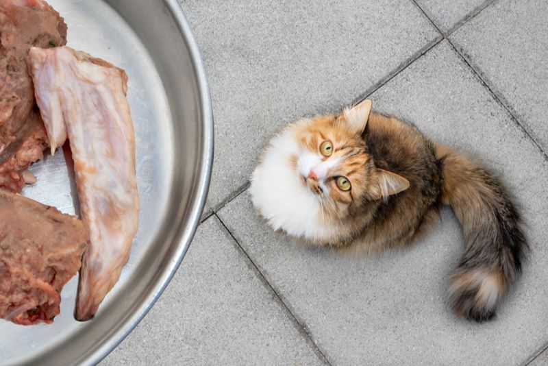Can Cats Eat Raw Chicken Feature