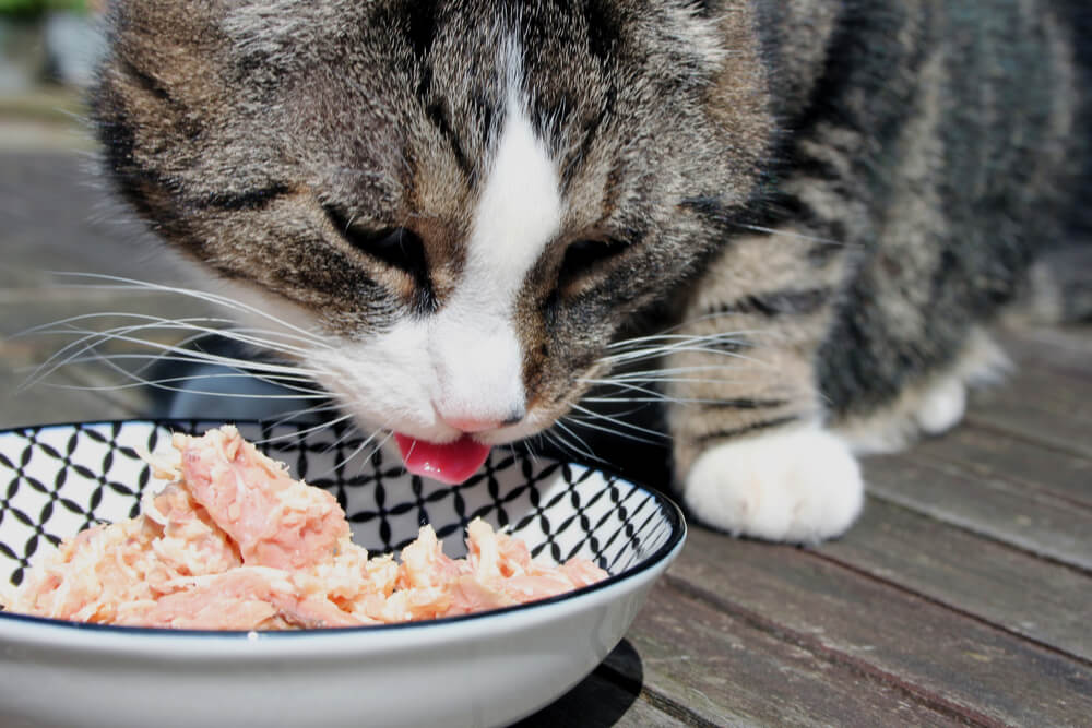 Cat Eating Tuna Out of a Bowl