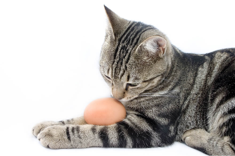 How to give your cat eggs