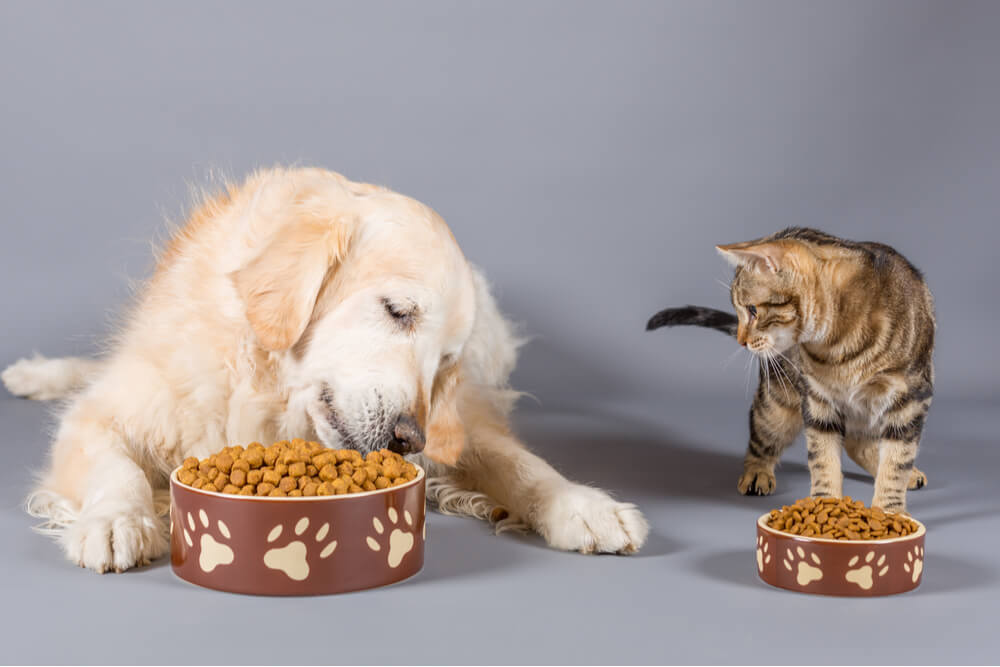 dog and cat eating together