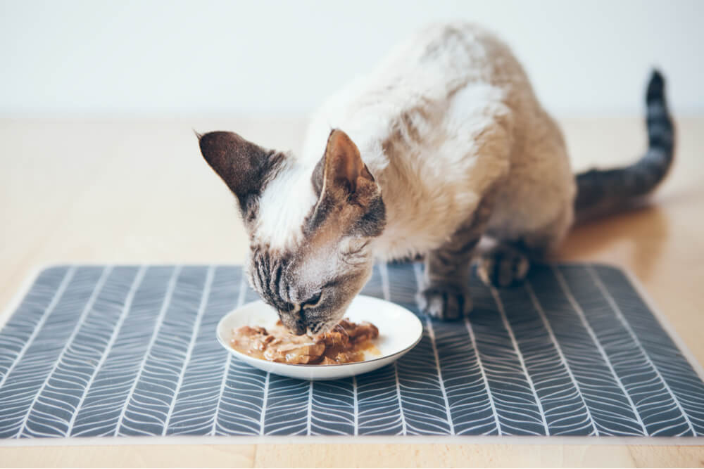 Can Cats Eat Tuna? All About Cats