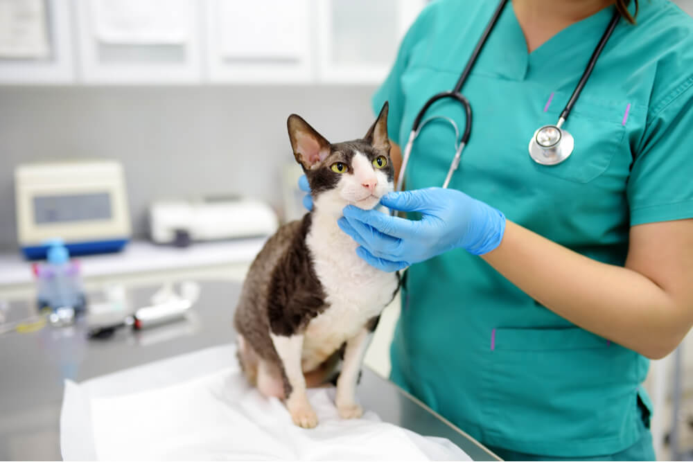 Complejo de granuloma eosinofílico en gatos Imagen destacada