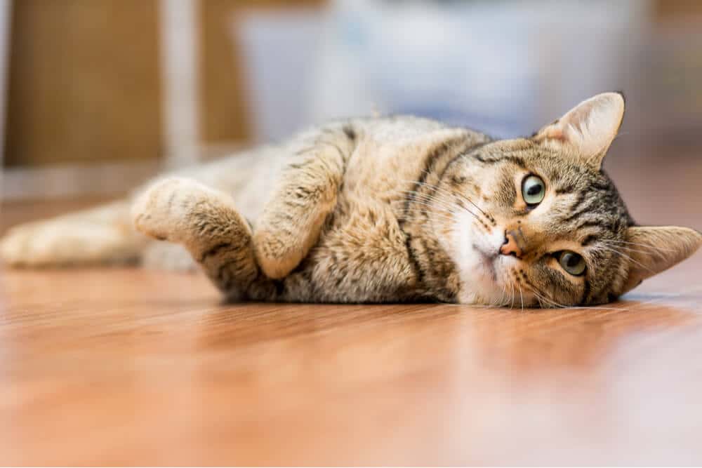 Síntomas de anquilostomas en gatos