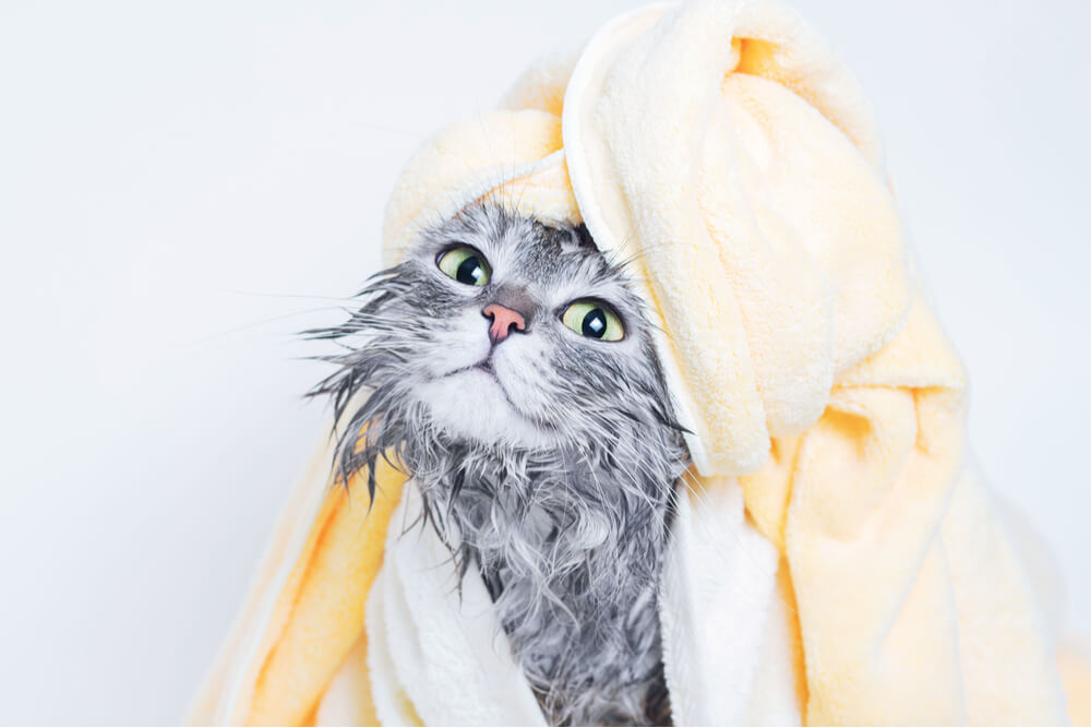Cómo secar a tu gato después del baño