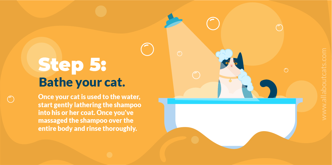 Cómo dar un baño a un gato Paso 5 Baña a tu gato