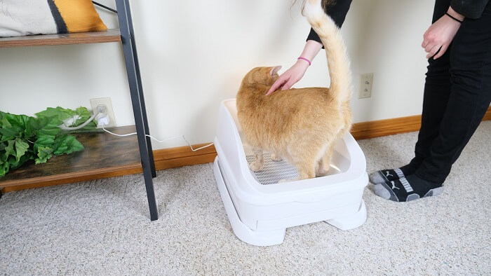Setting up the Toletta litter box cat detection