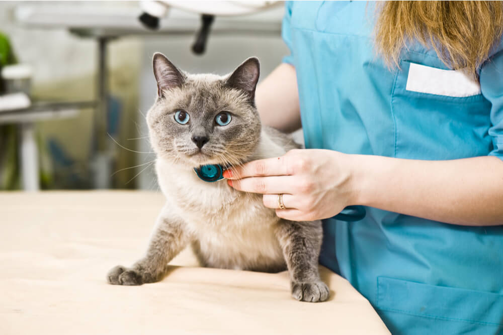 Side Effects Of Chlorambucil For Cats
