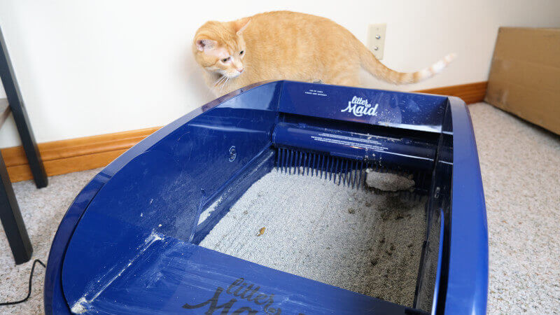 Wessie Watching Litter Maid Work 1, The Cat 24