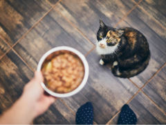 why is my cat not eating featured image