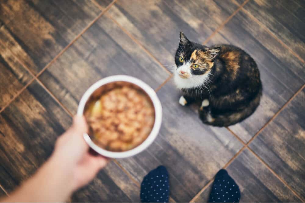 Why Is My Cat Not Eating Featured Image, The Cat 24