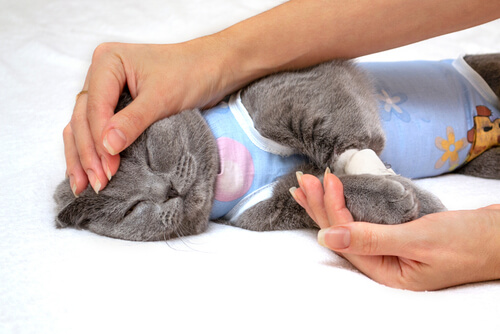 British Shorthair wearing a onesie with a person's hands carressing it
