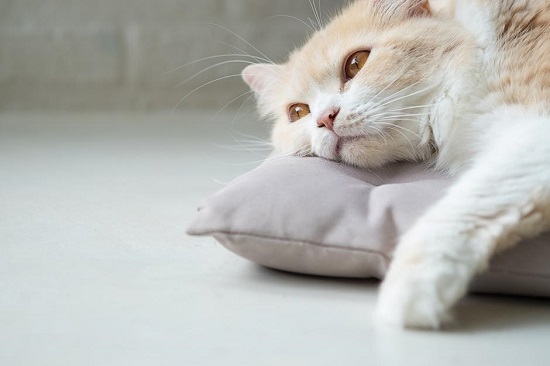 우리 고양이가 우울합니까? 징후, 증상 및 도움 방법