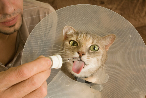 The treatment of calicivirus in cats 