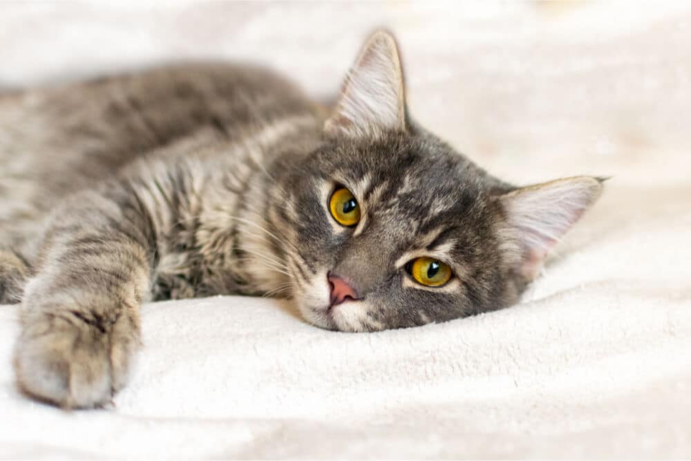 Resfriado de gato: causas, síntomas y tratamiento