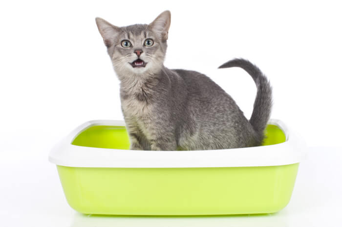 Cat Meowing In Litter Box, The Cat 24