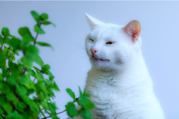 Cats Sneezing Causes & Treatment We're All About Cats