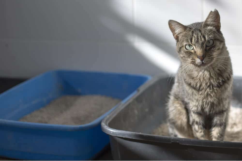 Insuficiencia renal en gatos Síntomas Gato en caja de arena