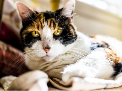 Kidney Failure in Cats Feature