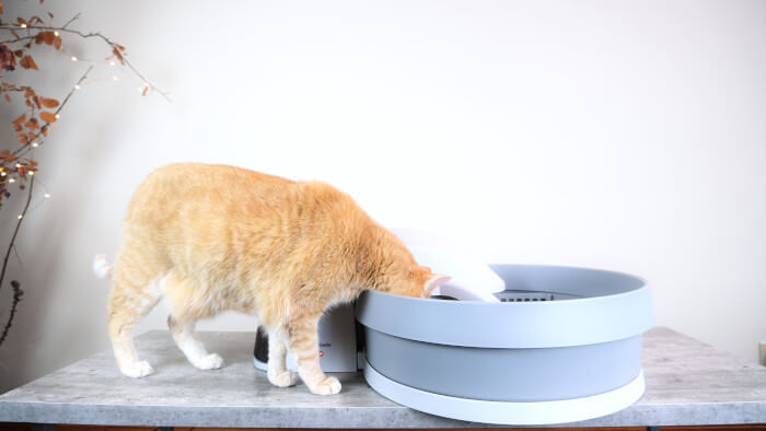 PetSafe Simply Clean Review Feature, The Cat 24