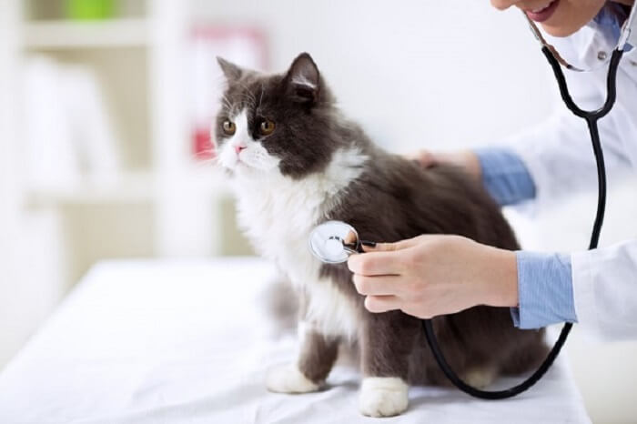 síntomas de intoxicación por monóxido de carbono en gatos en el veterinario