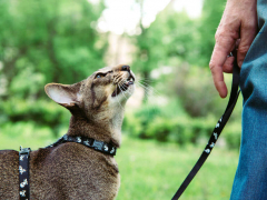 How to Walk a Cat on a Leash