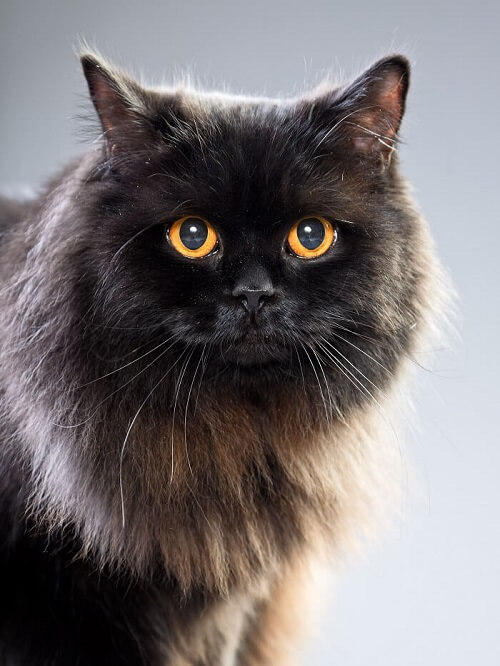 About the American Longhair Cat