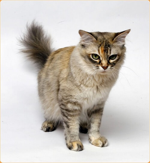 About the Asian Semi-Longhair Cat