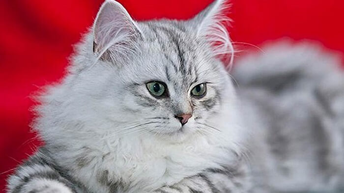 Asian Semi-Longhair Cat Care