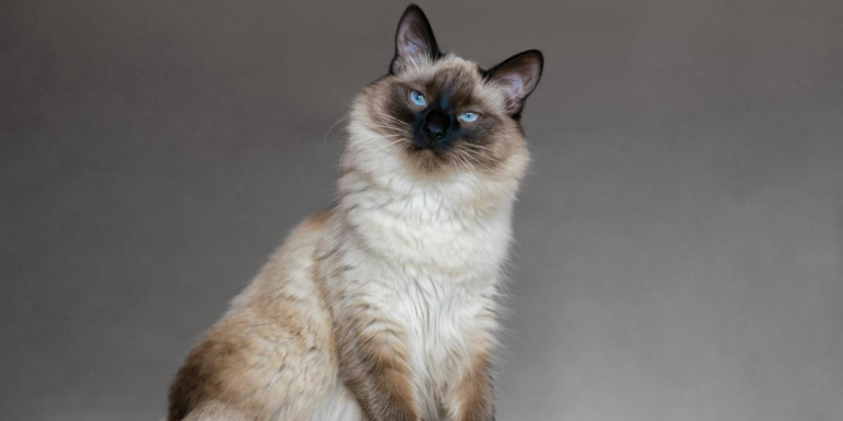 Balinese Cat Compressed 768x384, The Cat 24